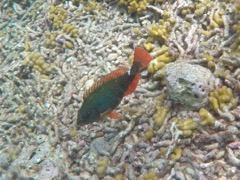 Redband Parrotfish Juvenile (6